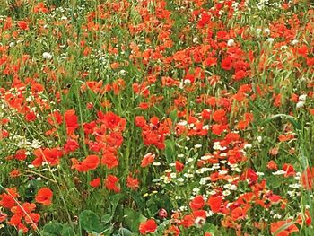 Close-up of red poppy flowers blooming on field