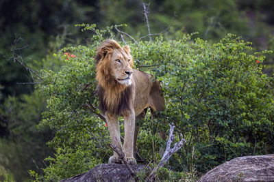 Lion standing in a forest