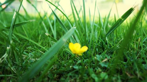 Close-up of grass growing on grassy field