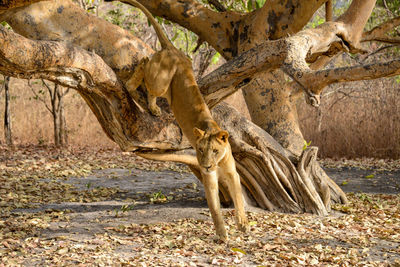 Horse in a tree