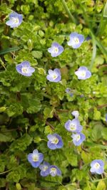 Close-up of flowers blooming in water
