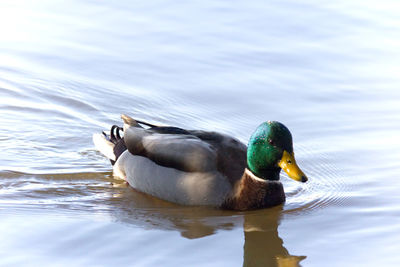 Duck swimming in lake