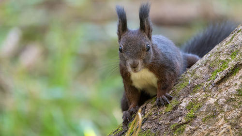 Close-up of squirrel on tree trunk