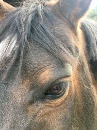 Close-up of horse eye