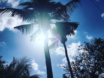 Low angle view of palm trees against blue sky