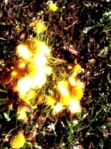 growth, yellow, flower, plant, close-up, nature, sunlight, beauty in nature, fragility, leaf, field, outdoors, freshness, no people, focus on foreground, dandelion, day, high angle view, selective focus, uncultivated