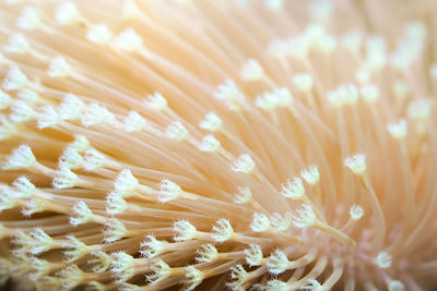 Close-up of flower against blurred background