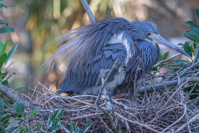 Close-up of bird perching on branch
