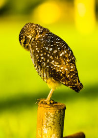 Close-up of a bird