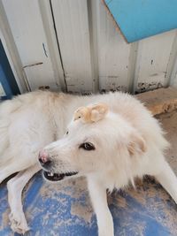 High angle view of dog standing at home