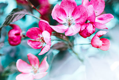 Close-up of pink cherry blossoms