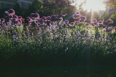 Pink flowers blooming in park