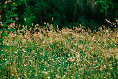 Plants growing on field