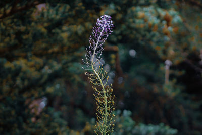 Close-up of a flower