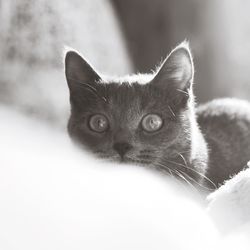 Close-up portrait of a cat