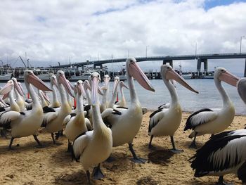 Flock of seagulls on beach