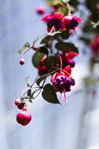 Close-up of red flowers growing on tree