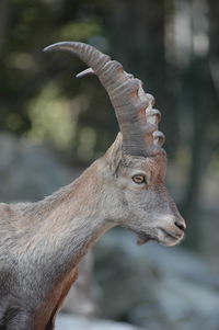 Close-up of wild goat