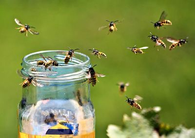 Wasps around a honey jar