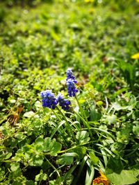 Close-up of blue flowers blooming on field