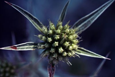 Close-up of flower blooming outdoors