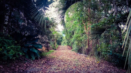 Footpath amidst trees in forest