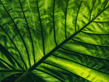 Closeup of big green palm foliage