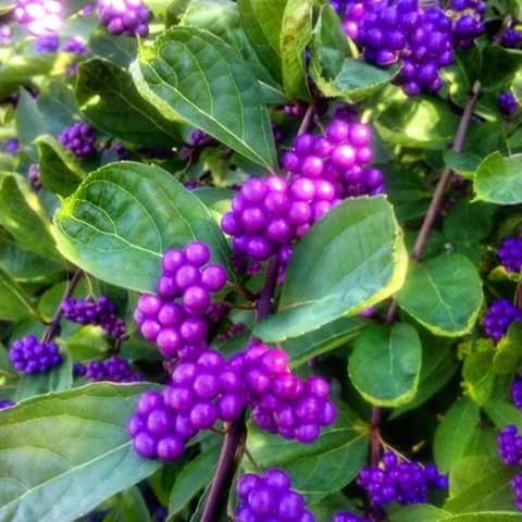 CLOSE-UP OF PURPLE FLOWERS GROWING OUTDOORS