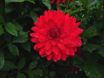 Close-up of red rose flower