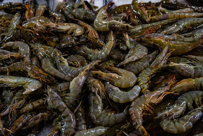 Variety of common shrimps on the batumi fish market