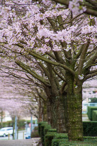 Close up of tree trunk