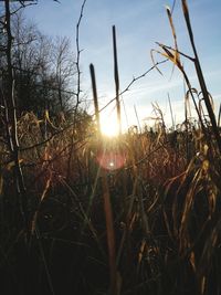 Close-up of plants growing on field against sky during sunset