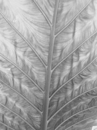 Full frame shot of pattern
