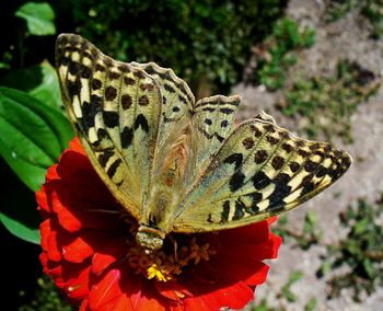 Close-up of butterfly on plant