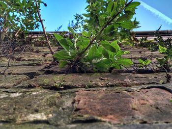 Close-up of plants against sky