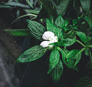 Close-up of flower blooming outdoors