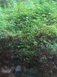 Trees growing in a park