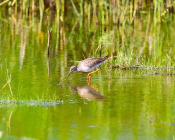 Duck drinking water