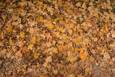 Full frame shot of autumn leaves