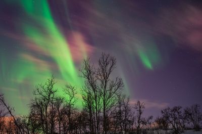 Low angle view of trees against sky at night