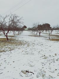 Bare trees on snow covered landscape