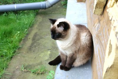 High angle view of birman cat in back yard