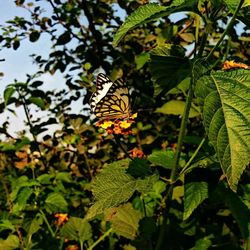 Close-up of butterfly pollinating on flower