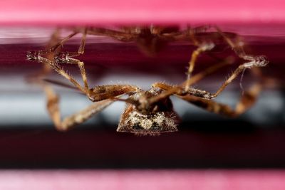 Close-up of spider