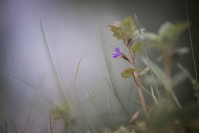 Close-up of plant