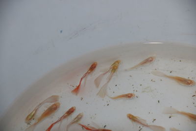 High angle view of fish on table