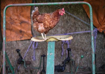 Bird perching on a fence