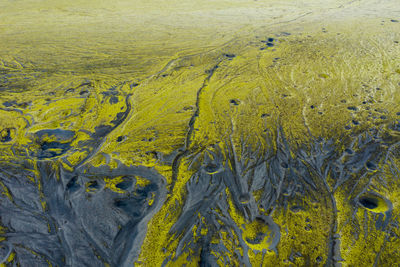 High angle view of yellow plants on land