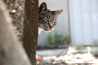 Close-up of a cat