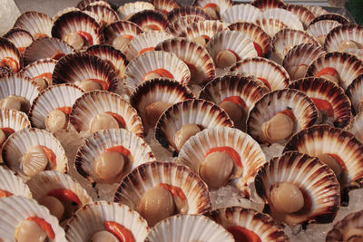 High angle view of scallops for sale at market